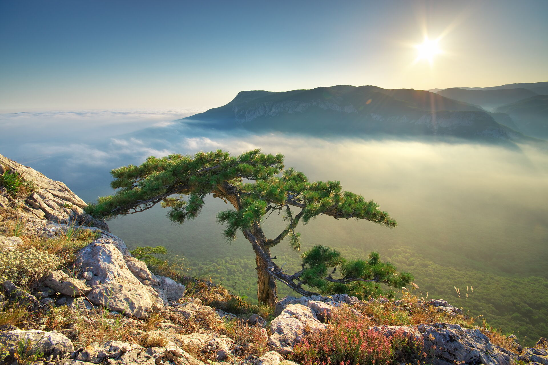 Widok na góry i drzewo